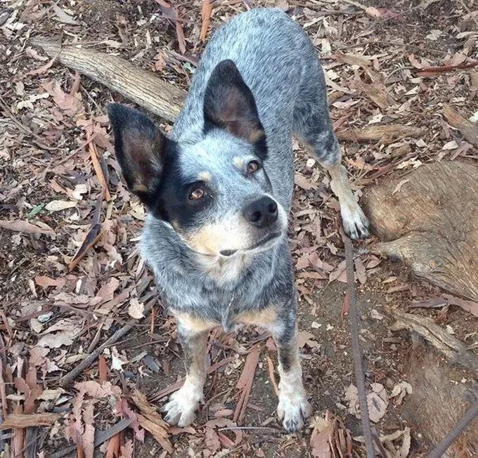 planinarski-psi-los-angeles-1' title=