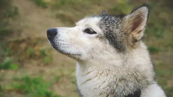 Husky dog pricked up his ears and sniffed air.