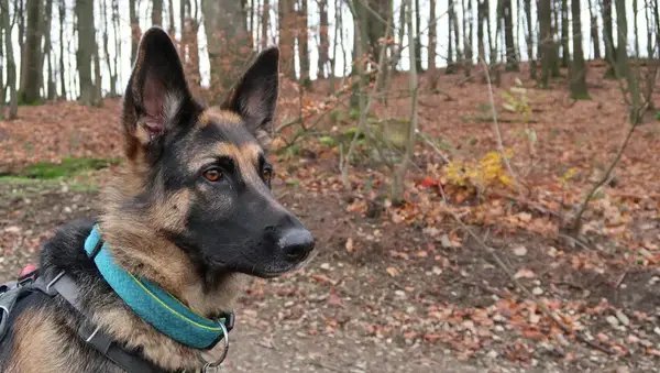 Dog Looking Away In Forest