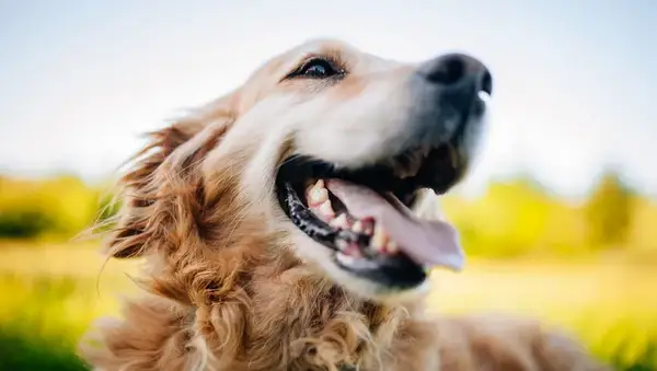 Golden Retriever lying grass