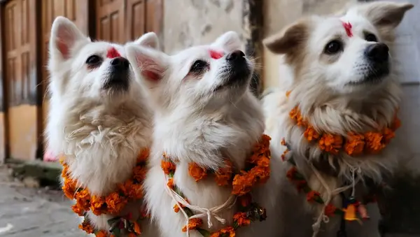 Three white dogs have red painted spots on their foreheads and wreaths of flowers on their necks for the festival.