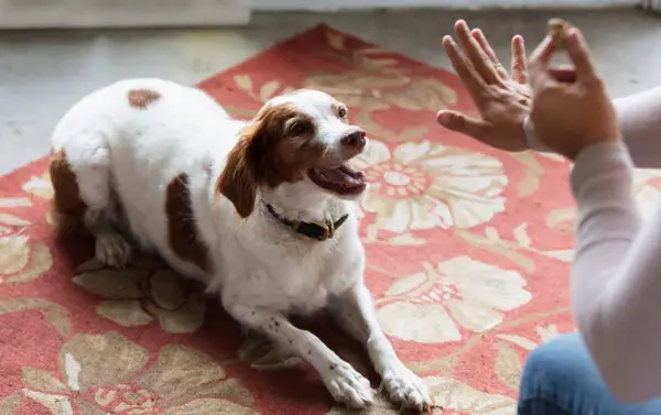 Pet parent house training their dog using positive reinforcement techniques.