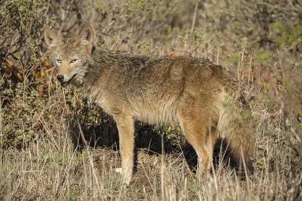 Coyote in the wild. Learn how to protect your dog from a coyote attack.