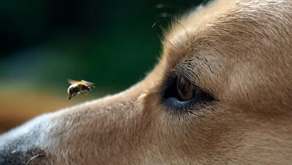 bee on dog