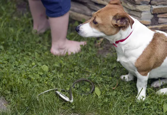 dog sitting in grass near snake