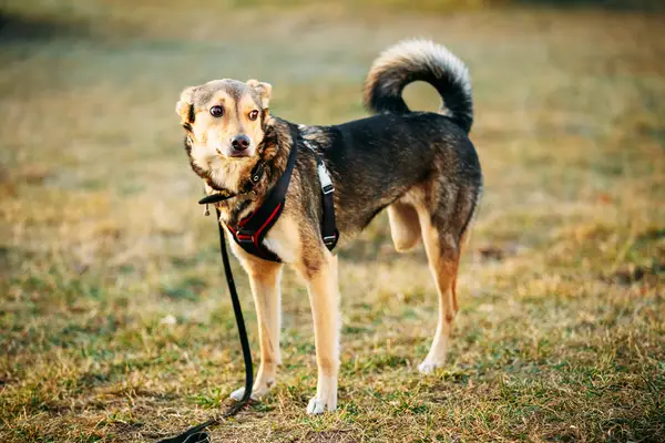 Three-legged dog in the field
