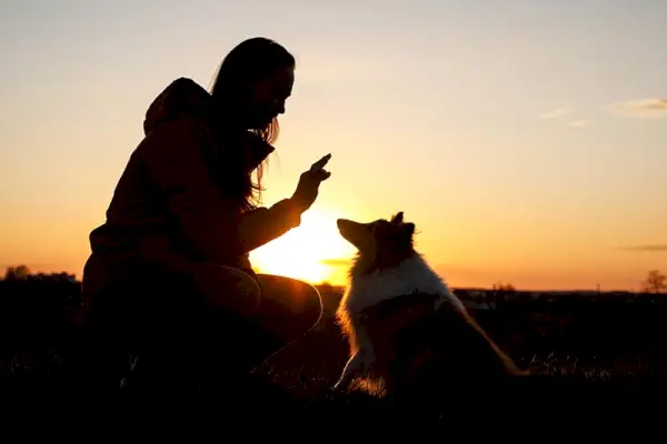 dueño entrenando a un perro