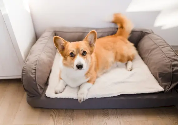 punainen welsh corgi pembroke söpö koira makuulla koiran sängyssä