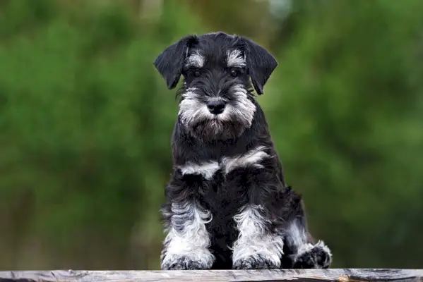Dværgschnauzer