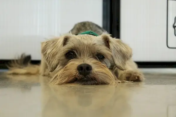 hunderedning trist pixabay