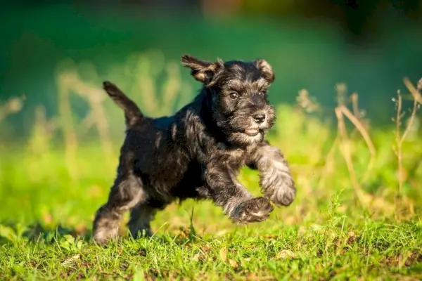 miniature_schnauzer_puppy_playing_grigorita_ko_shutterstock