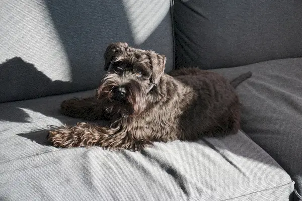 Dværgschnauzer siddende