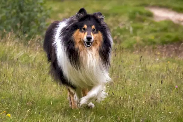 Scotch Collie (collie aspru) alergând în iarbă