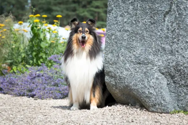 collie aspru în grădină