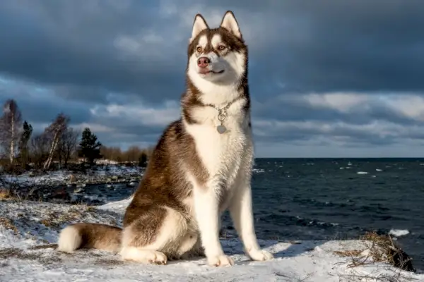 husky siberian asezat