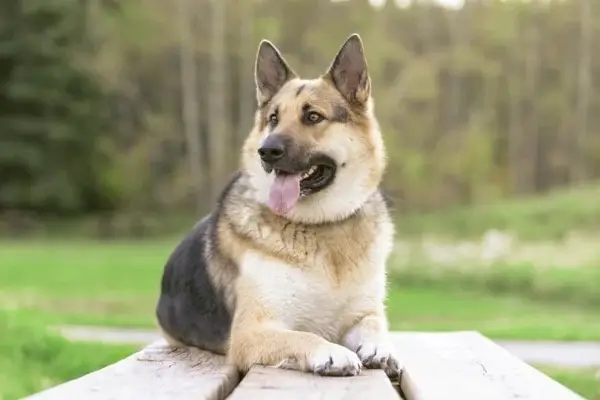 Ciobanesc din Alaska (Alaskan Malamute și Ciobănesc German Mix)