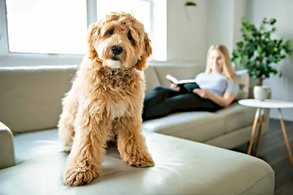 kvinde med sin Golden Labradoodle-hund, der læser derhjemme