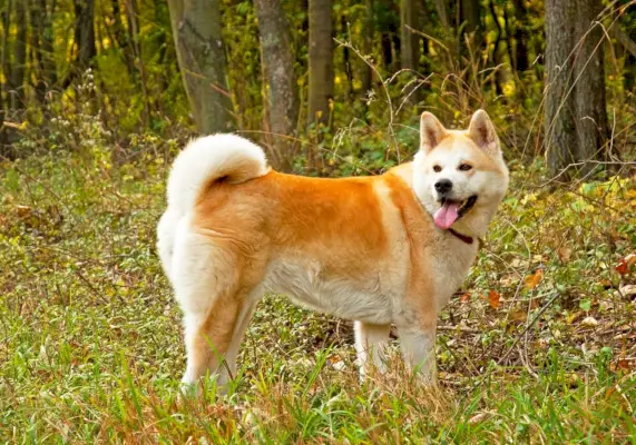 Japanse Akita Inu-hond die zich in het bos bevindt