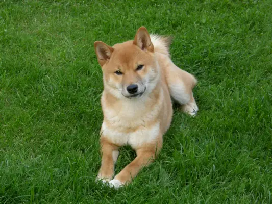 Hokkaido Inu zit in het gras