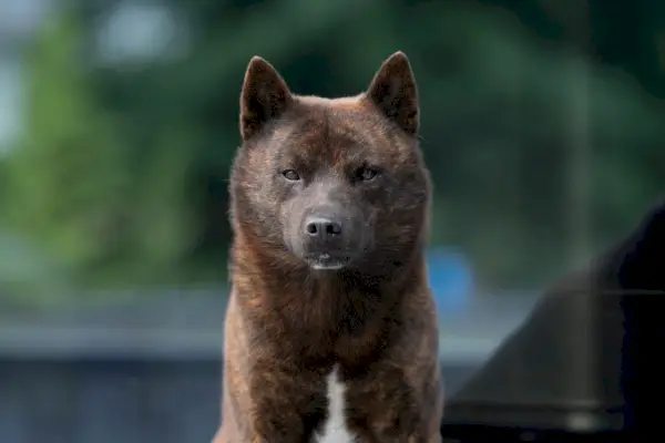 kai ken hond rondkijkend