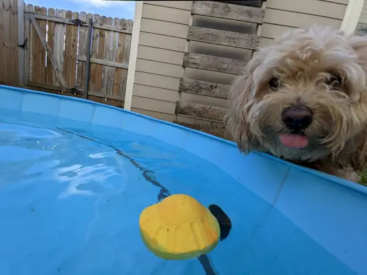 koira leikkii haukkua superchewer fetchin' säteet