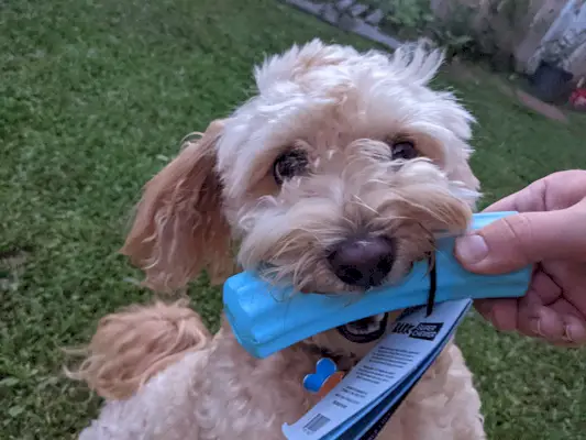 koira leikkii haukku superchewer lelu