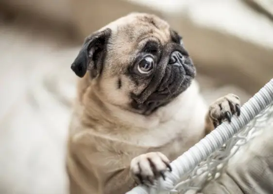 cachorro pug triste com olhos implorantes