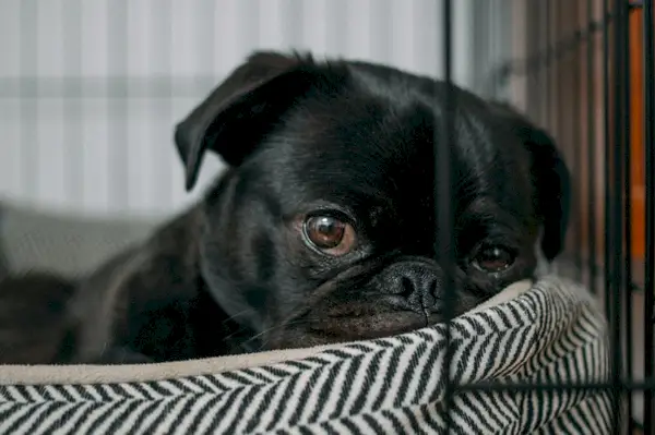 pug preto descansando em uma cama de cachorro em uma caixa