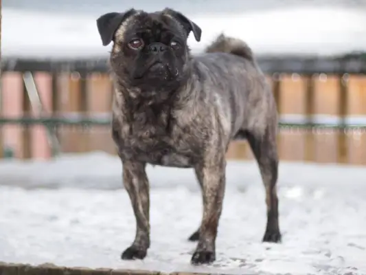 Pug tigrado olhando para longe durante o inverno