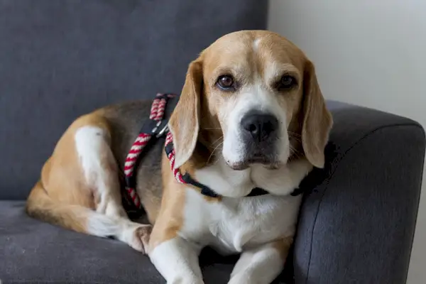 beagle sidder på en sofa