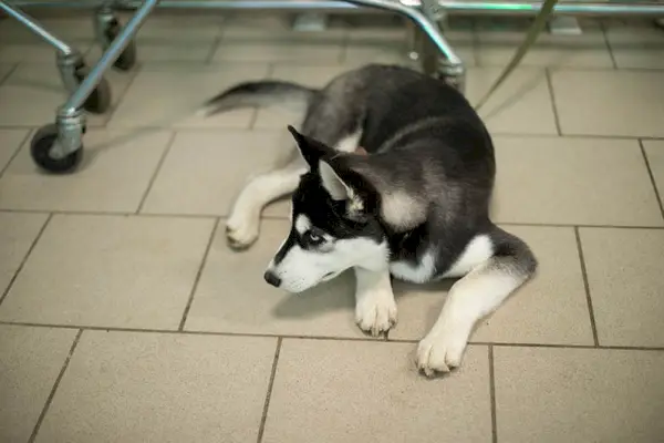 Perro en la tienda. La mascota está esperando a su dueño. Perro de raza Husky. El animal yace en el suelo