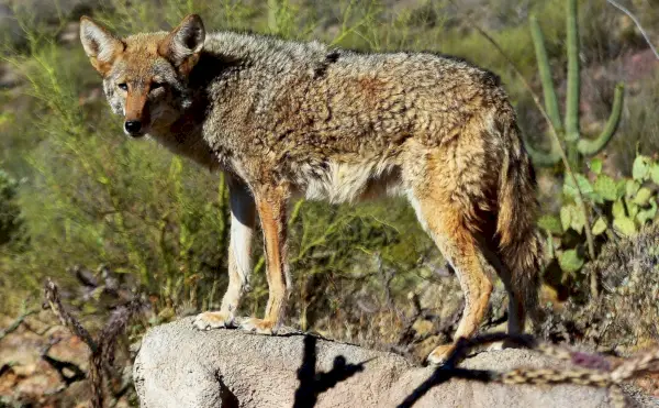 Dogster_Website dividers_v1_2024-03. január 18