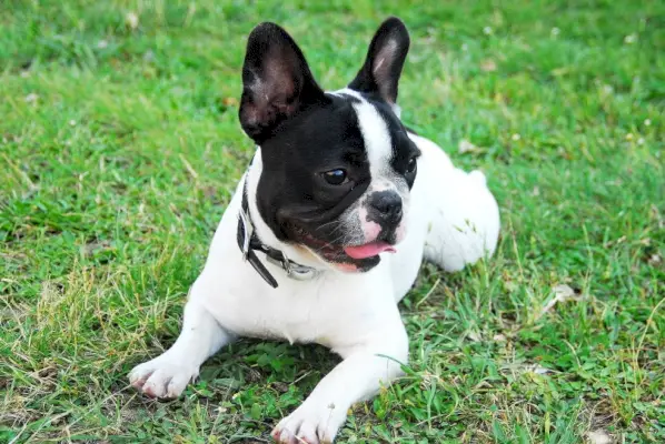草の中のボストン テリア
