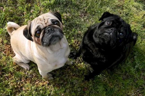 dois pugs olhando diretamente para a câmera