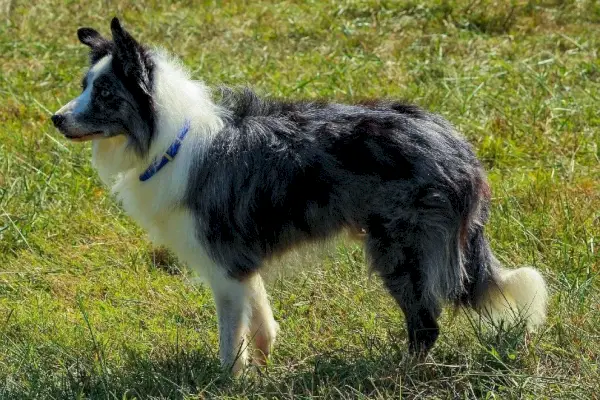 Border collie
