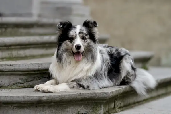 En blue-merle border collie liggandes på betongtrappor