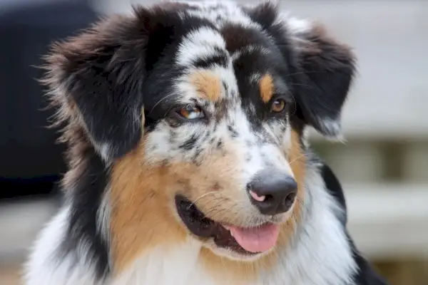Tricolored Australian Shepherd tæt på