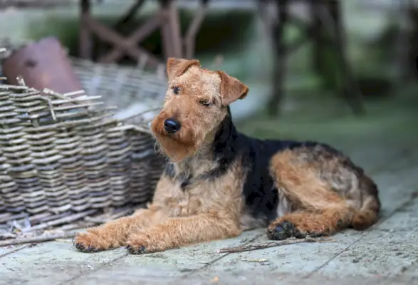 psička valižanskega terierja, ki leži v starinskem skednju