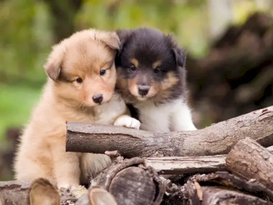 Cățeluș Shetland Sheepdog