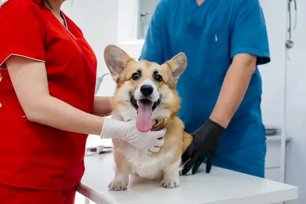 corgi examiné par le vétérinaire