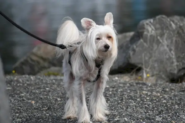 Chinesischer Schopfhund