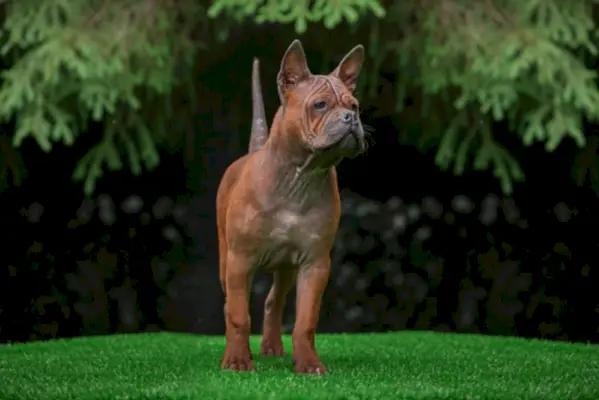 Chinesischer Chongqing-Hund im Gras