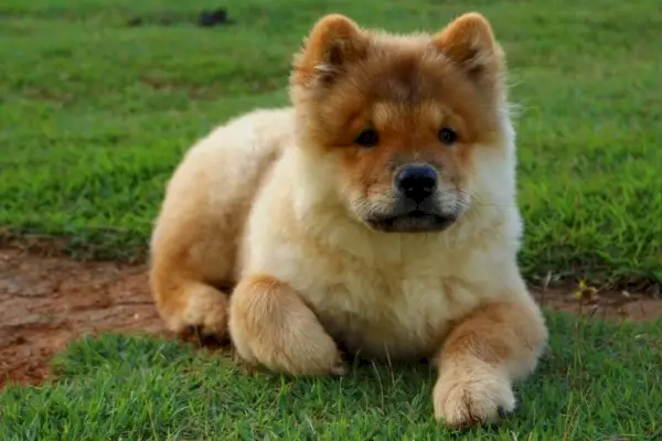 Chow-Chow-Welpe liegt auf dem Gras