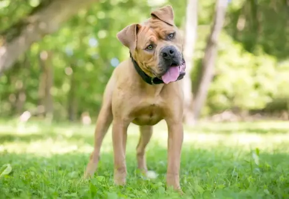 Boxpei (Boxer x chinesischer Shar Pei)