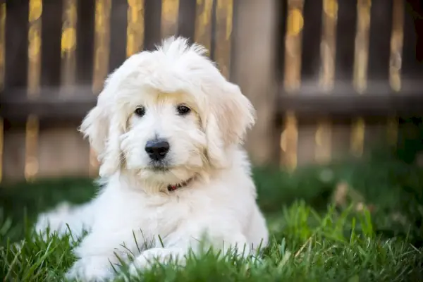 cachorro goldendoodle inglés