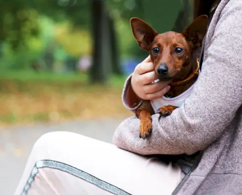 Ruskea koira omistajansa sylissä puistossa
