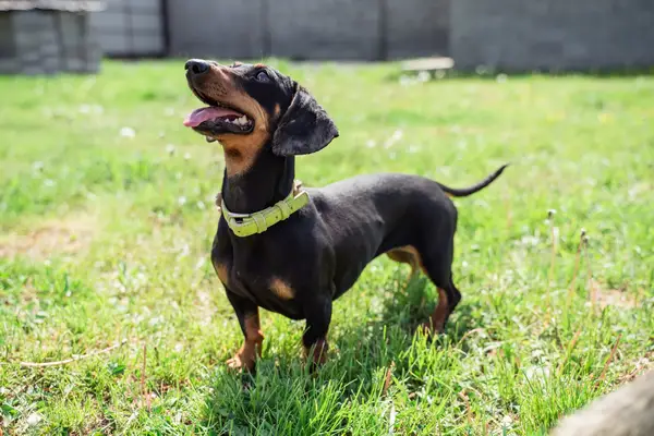 Dachshund puppy on grass