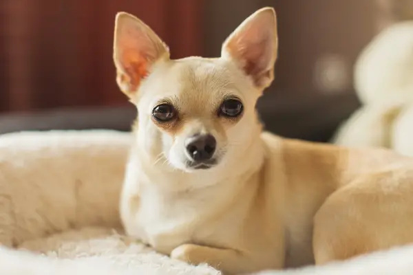 A small pale Chihuahua dog looking at camera