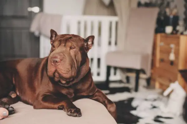 vacker brun shar pei-hund som kopplar av hemma på mysig soffa