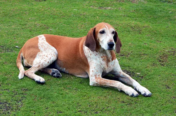 amerikansk engelsk coonhound hund på marken utomhus